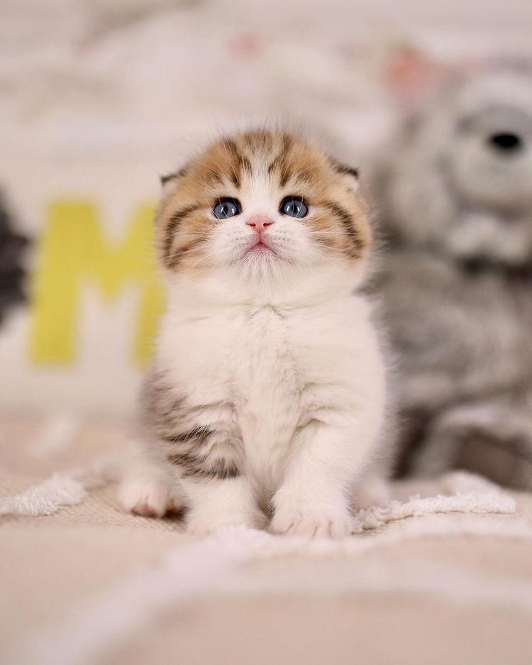 rainbow kitten surprise